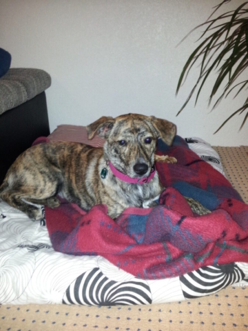 Von von unser Haustier Laila.