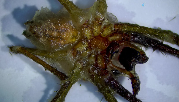 Picture of a dead spider.